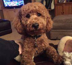 Mini Goldendoodle Curly Coat playing in living room