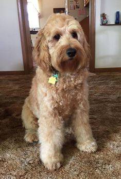 Mini F1 goldendoodle adult lounging in the living room 
