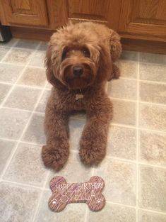 Miniature F1b Goldendoodle adult sitting in the kitchen