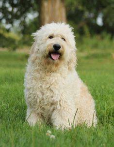 Adult englishdoodle with a wavy fluffy coat playing outside