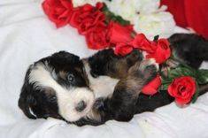 mini tricolor bernedoodle puppy with roses