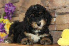 phantom colored 8 week old bernedoodle puppy with brick wall