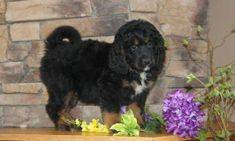 black and copper bernedoodle puppy 