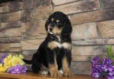 Partial Tri-Colored Bernedoodle puppy 