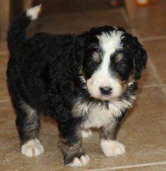 4 week old tricolor bernedoodle puppy indoors