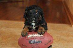 Black and Brown puppy with football
