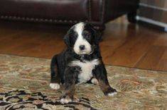 Tricolor straight coat bernedoodle puppy on decorative rug