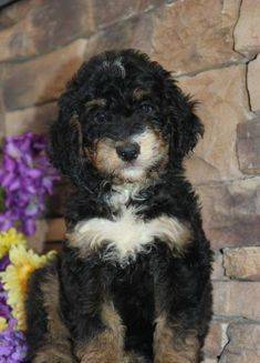 Bernedoodle puppy curly coat in front on fireplace