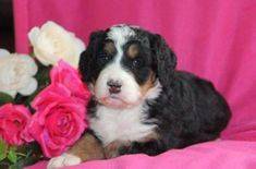 tricolor bernedoodle puppy with pink background and flowers