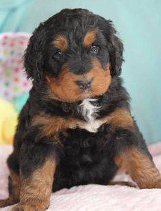 mini black and brown bernedoodle puppy with colorful background
