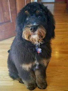 1 year old black and brown bernedoodle inside