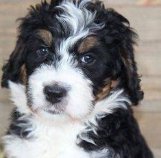 tricolor bernedoodle puppy 6 weeks old