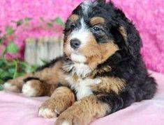 5 week old tricolor bernedoodle puppy with pink flowers