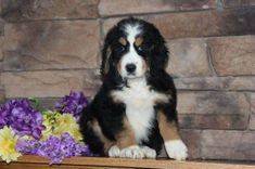 Tricolor puppy in front of brick wall with flowers