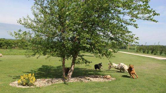 Four dogs running around outside on a warm day