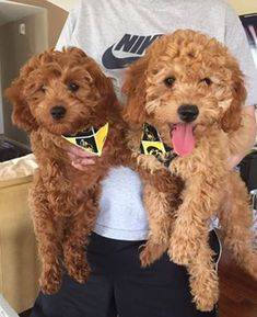 Two goldendoodle puppies with curly coats wearing Iowa Hawkeyes bandanas 