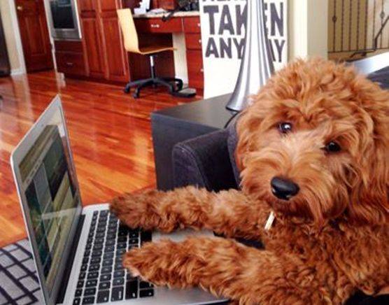 Goldendoodle puppy working on a computer