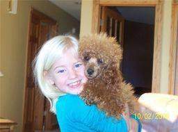 Young girl hugging a miniature red poodle in their living room
