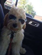 miniature englishdoodle puppy wearing sunglasses in the car