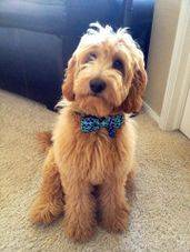 goldendoodle puppy sitting in the living room