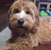 fully matured mini goldendoodle lounging in the living room
