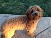 6 month old goldendoodle with red coat standing on the patio