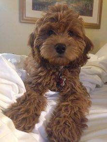 Goldendoodle puppy with curly coat cuddling on bed