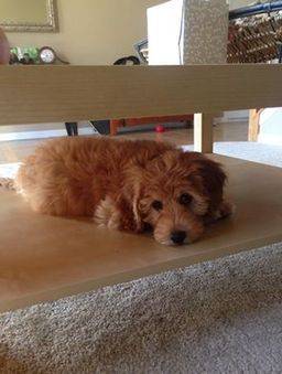 Red puppy taking a nap inside