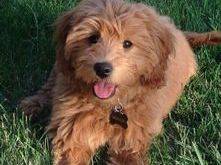 10 week old goldendoodle puppy laying in the grass