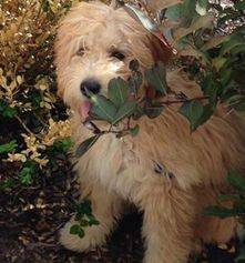 F1 englishdoodle dog with decorations