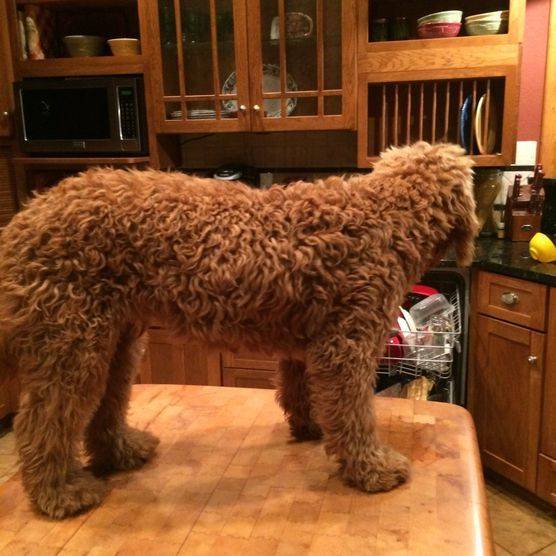 Adult goldendoodle with wavy to curly coat helping with the dishes