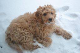 Curly coat 12 week old puppy playing in snow