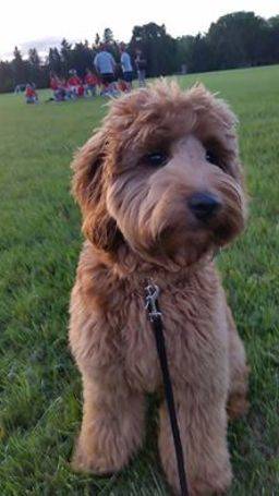 Golden puppy at soccer game