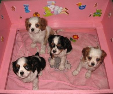 cuccioli di Cavalier King