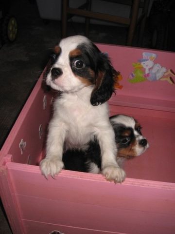 due cuccioi di cavalier kind dentro una cuccia rosa