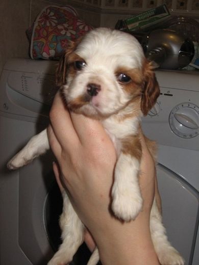 cucciolo in mano