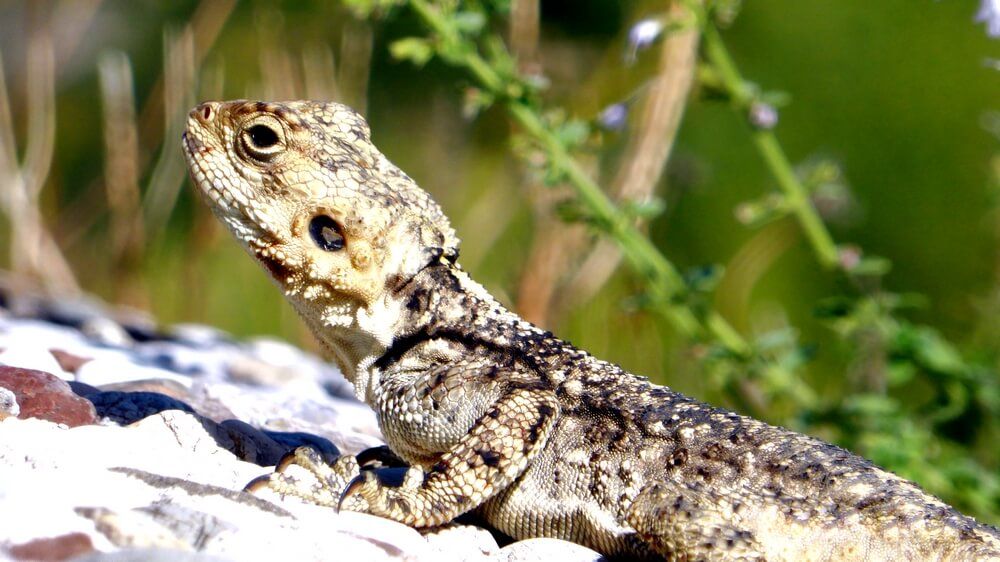 details of a lizard