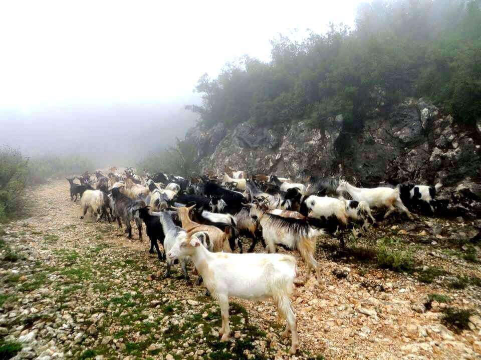 goats in Greece