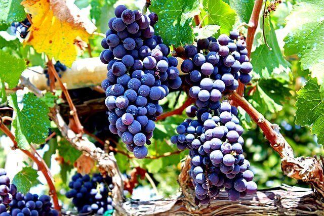 grapes