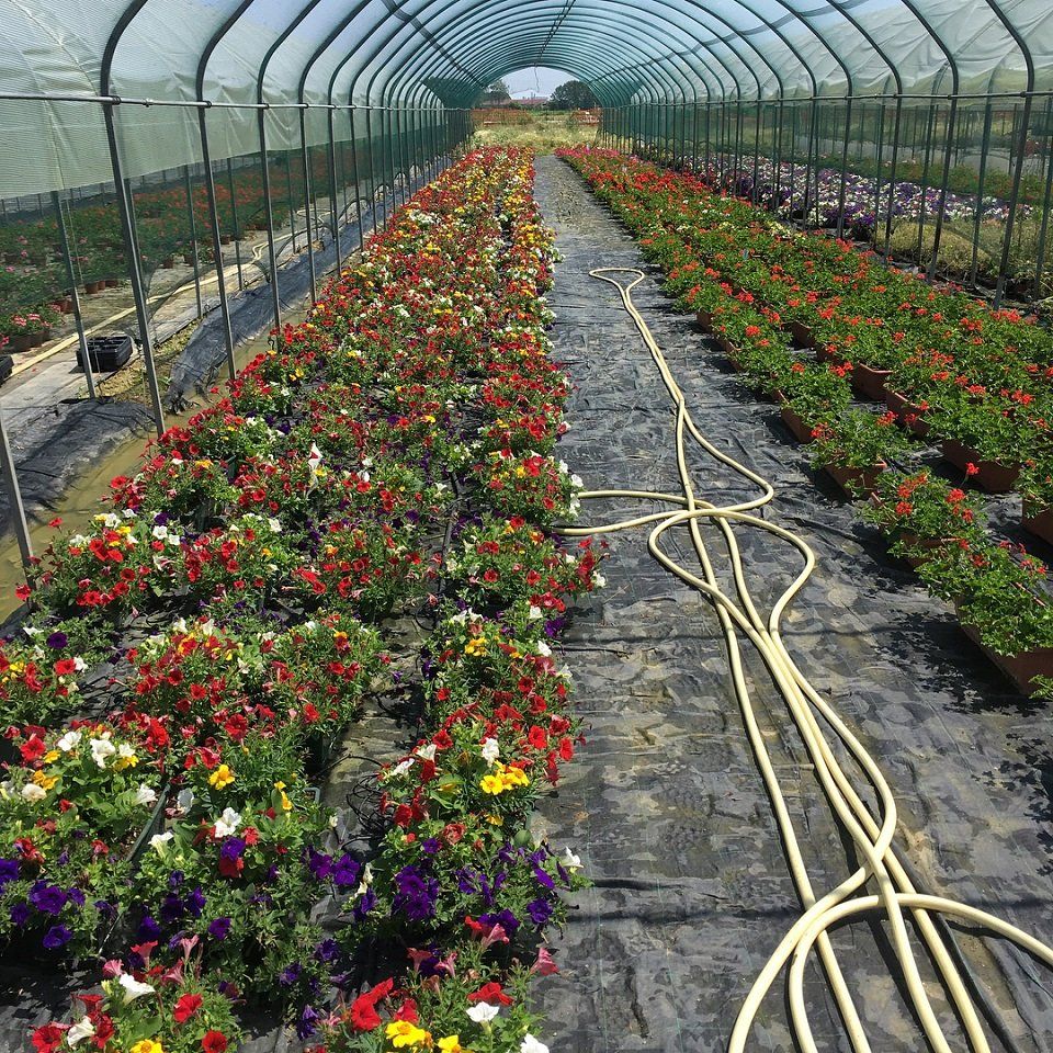 serra fiori multicolore