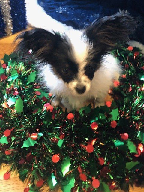 Papillon puppy