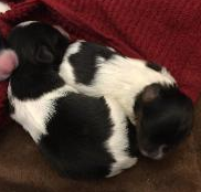 Papillon puppies