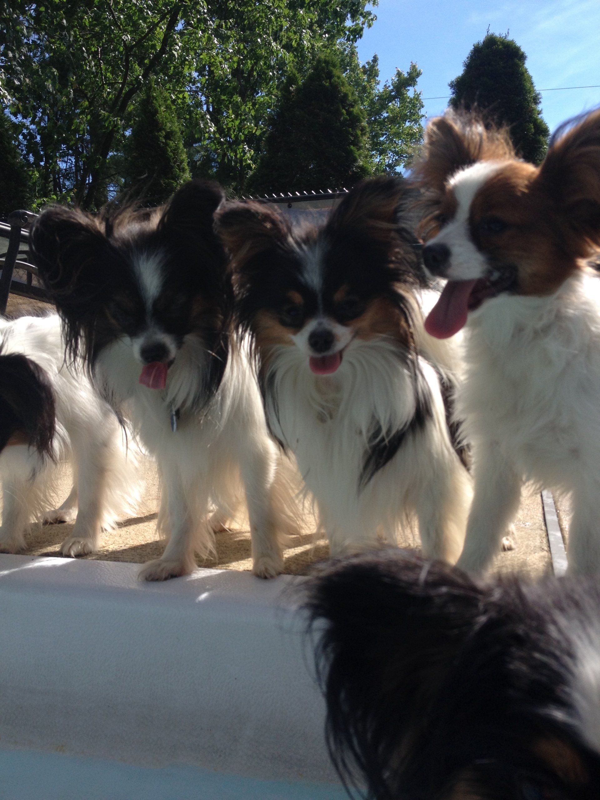 Papillons
