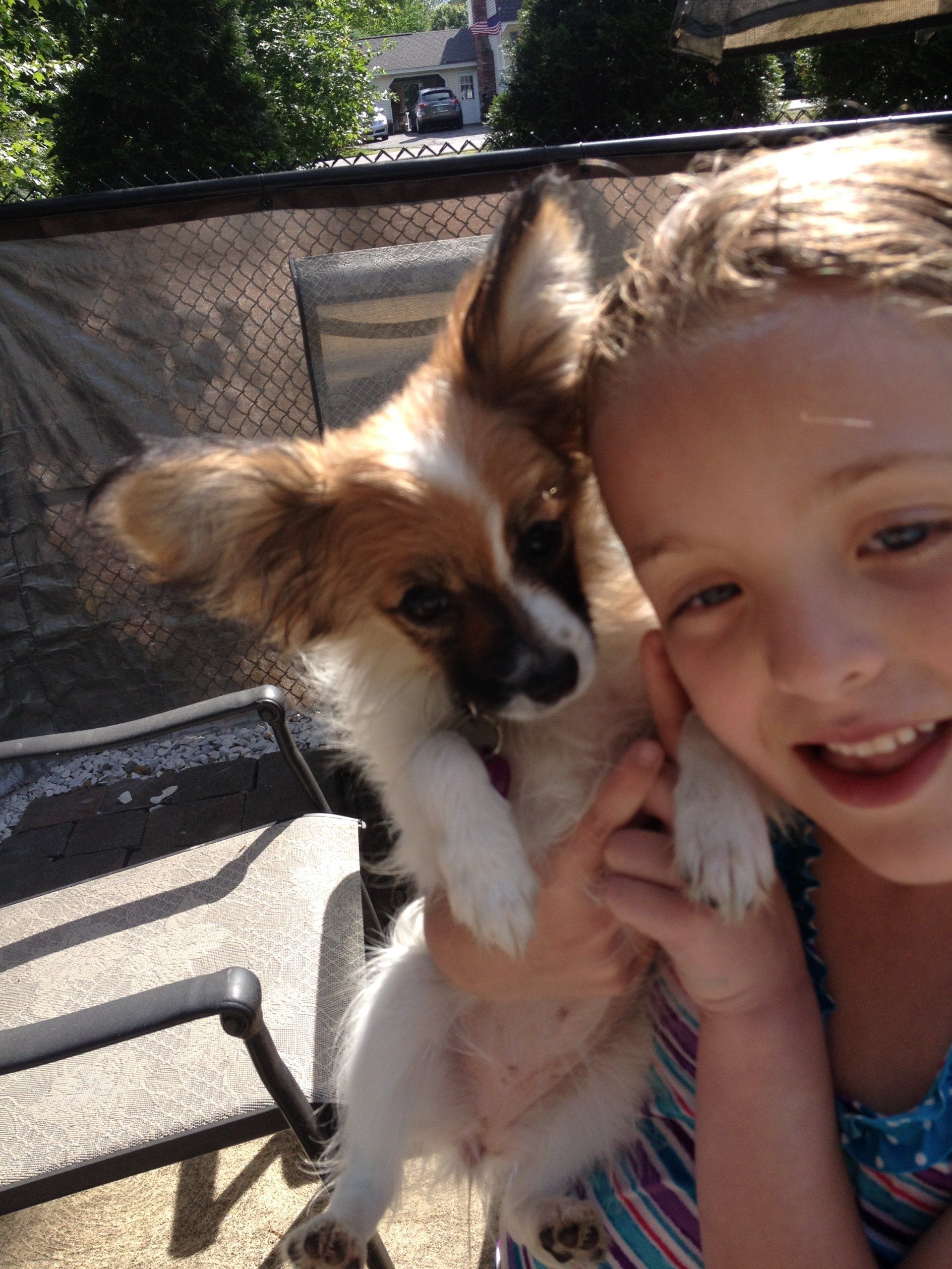 Papillon puppy