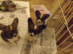 Don Camillo puppies