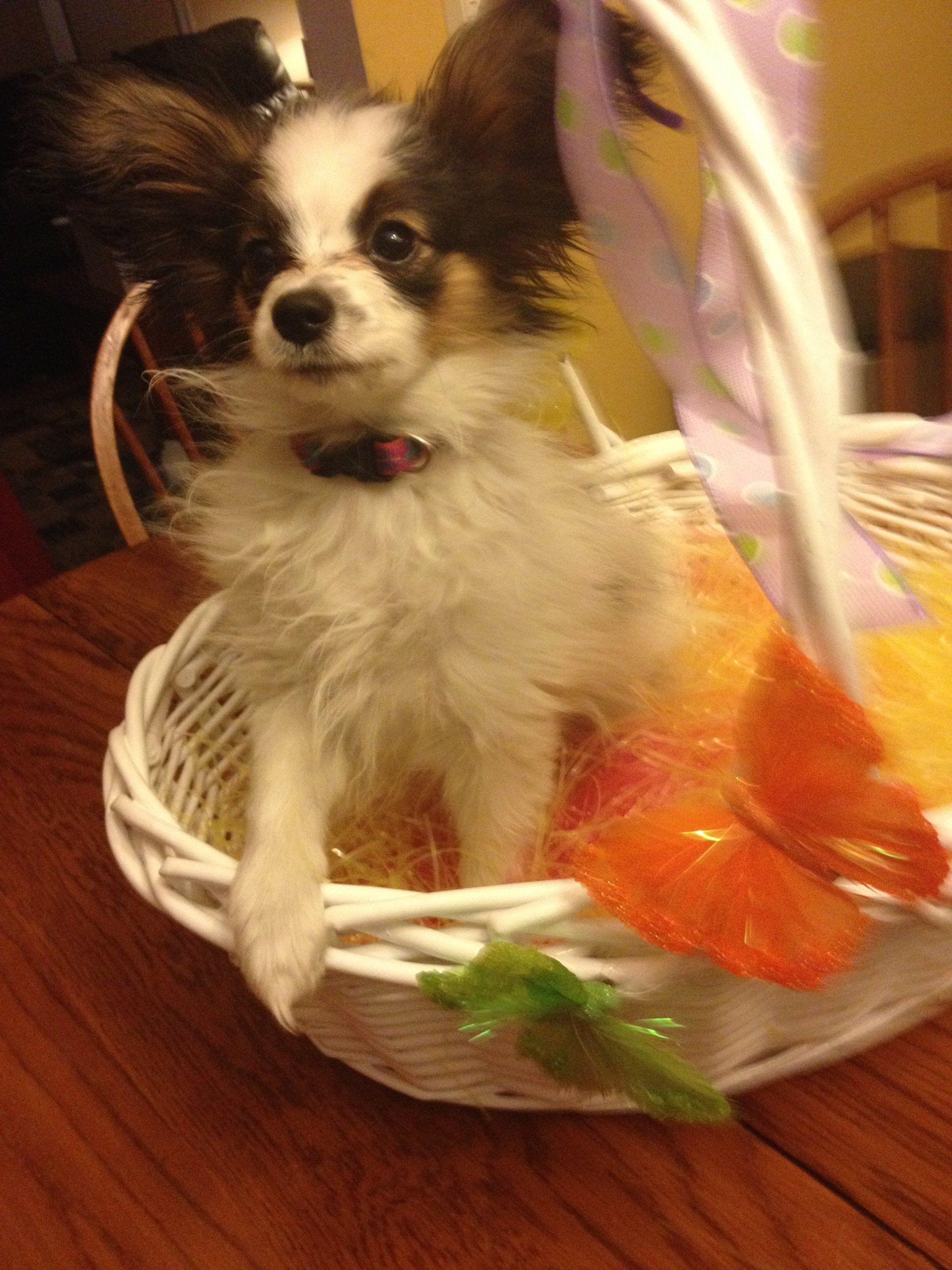 Papillon puppy