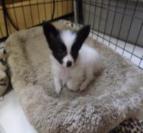 Don Camillo puppy