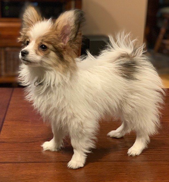 A small, fluffy Papillon dog with white and brown fur stands on a wooden table. 