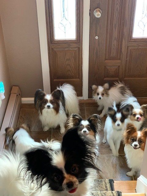 all puppies