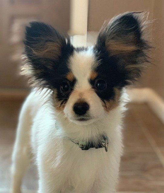 Papillon dog with large, fringed ears, black and tan markings, and a white body, wearing a collar.